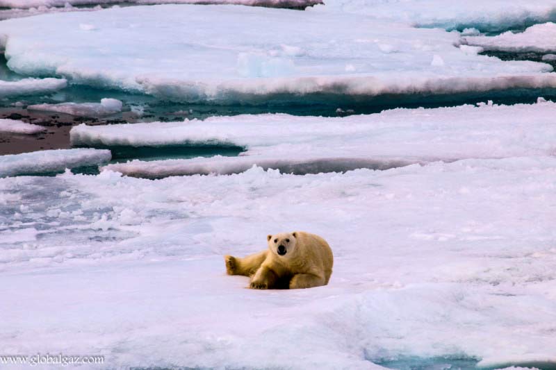 hurtigruten