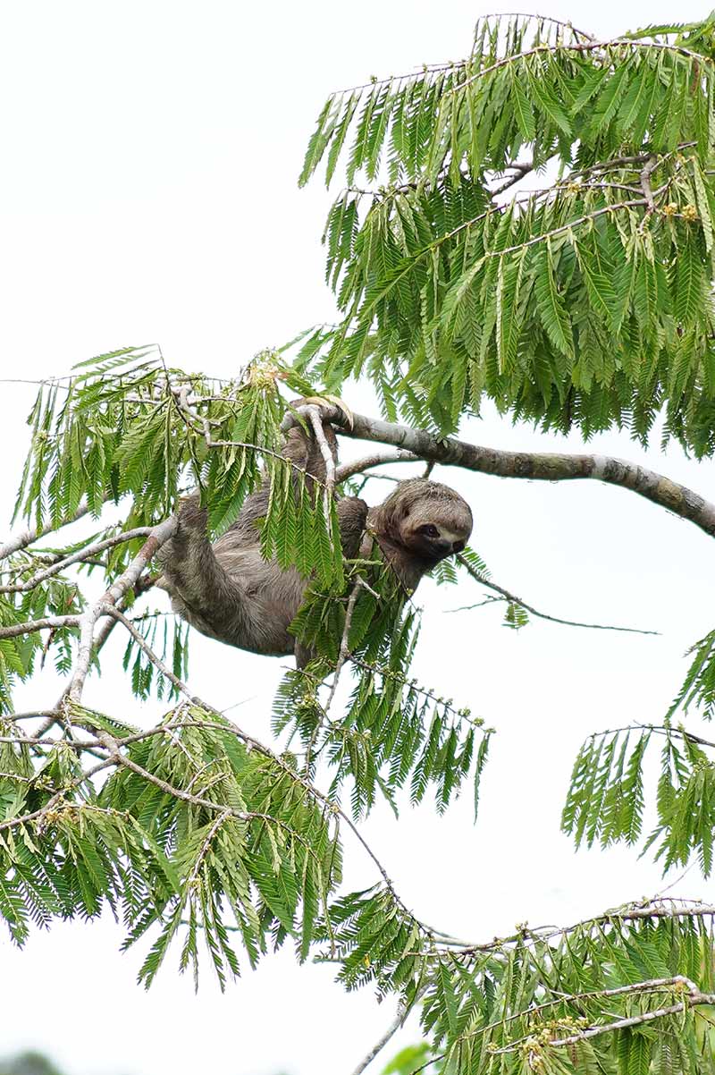 Three-toed sloth amazon