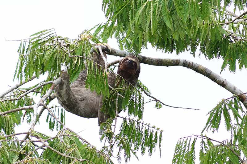 Three-toed sloth peruvian amazon