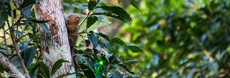 peruvian amazon monkey