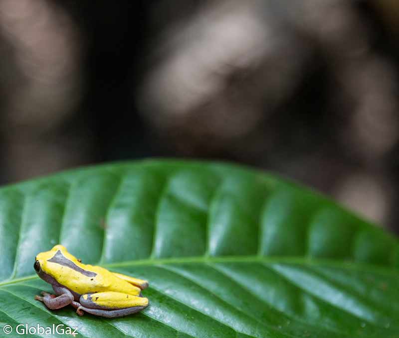 frog peruvian amazon