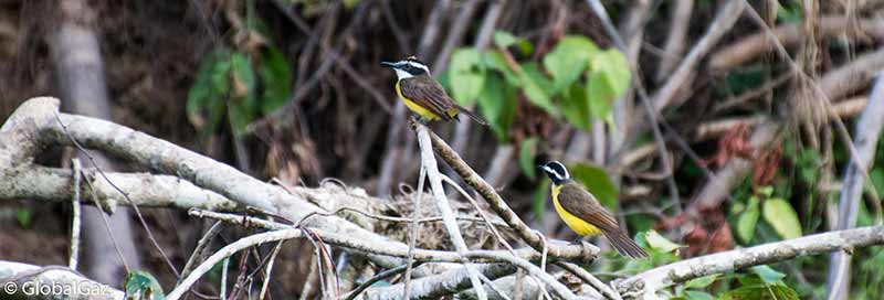 Peruvian amazon birds