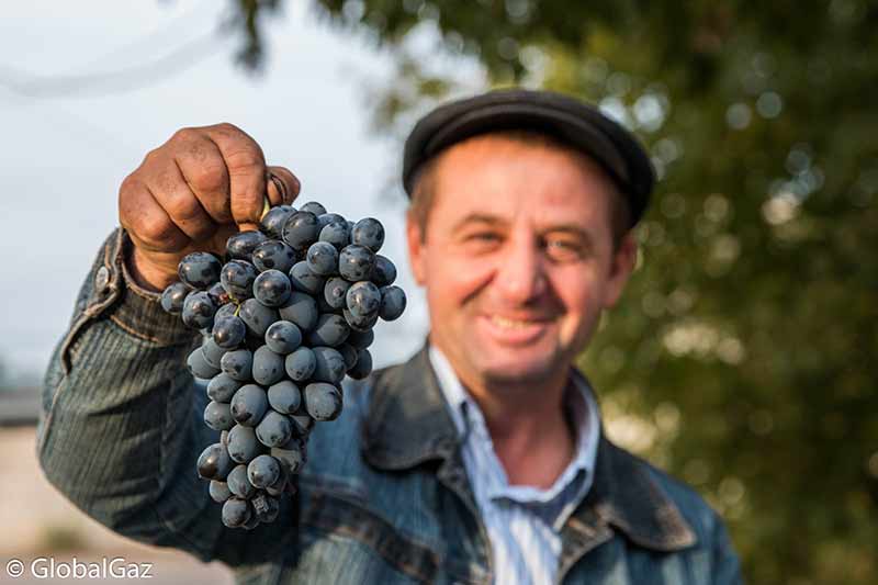 transnistria grapes wine