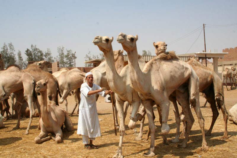 Visiting the Birqash Camel Market