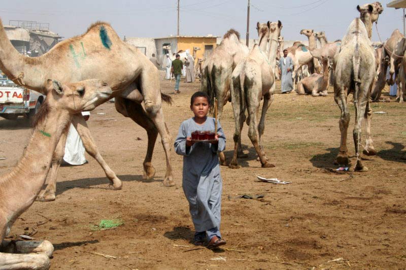 Visiting the Birqash Camel Market