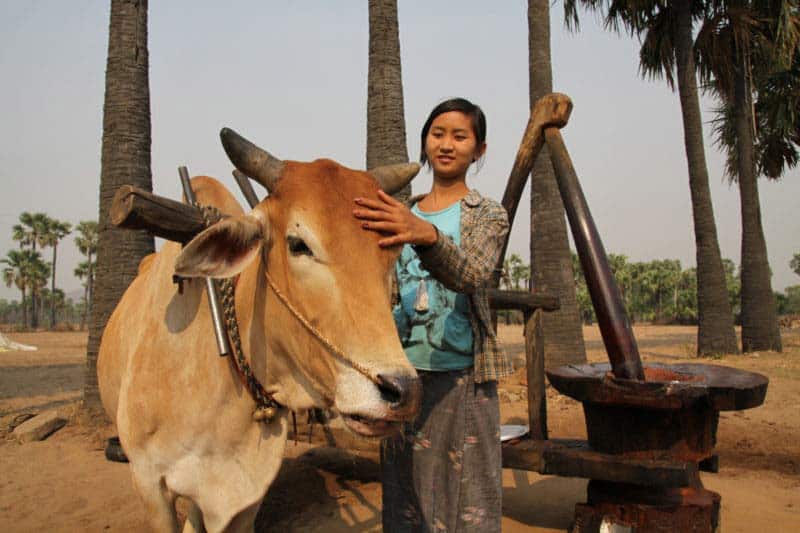 One of the first things that will catch your attention is many women and children (and sometimes guys) will have a white-yellow paste smeared on their faces. Thanaka is a white-yellow paste made from ground bark. Several trees are used to make this cosmetic paste and can found in the central area in central Myanmar. This facial covering has a long tradition in Myanmar, dating back over 2,000 years. The purpose of Thanaka is two-fold. Some of the women’s faces are covered in designs to enhance beauty. And others use the Thanaka to protect their skin. Fantastic Faces Of Myanmar.