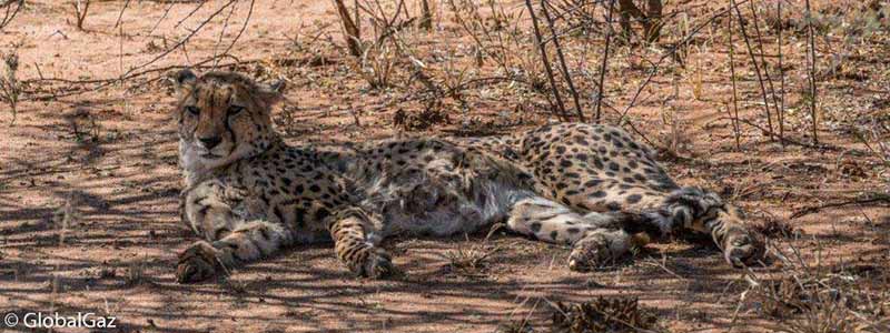 cheetah conservation fund