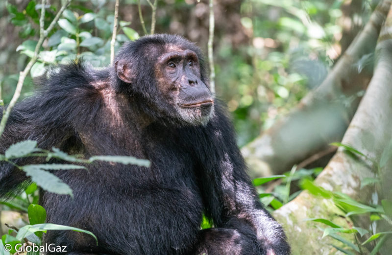 Trekking Chimpanzees Uganda - GlobalGaz