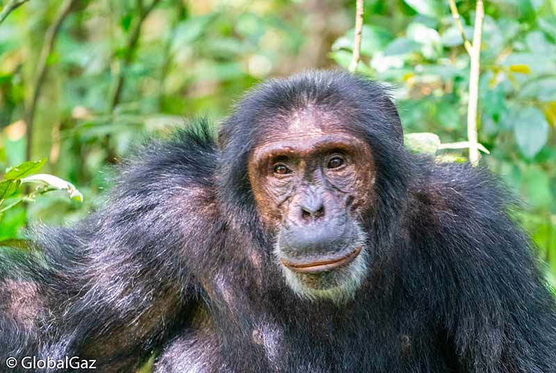 Trekking Chimpanzees Uganda - GlobalGaz