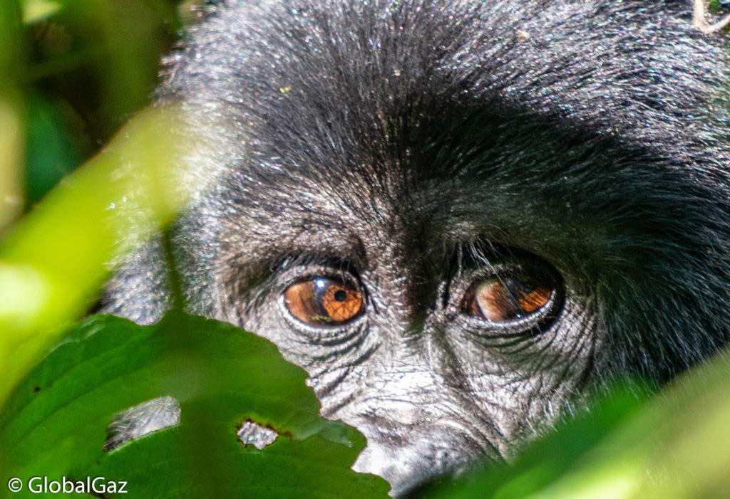 Gorillas in Bwindi national park Uganda