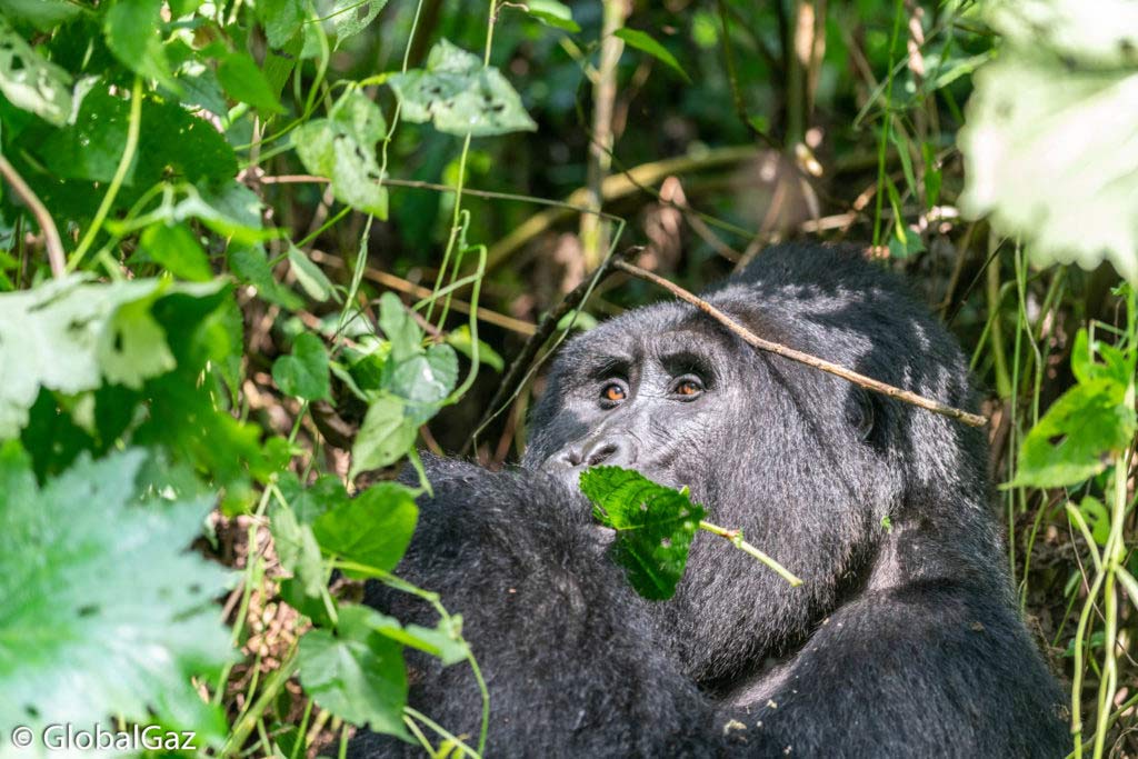 Trekking Gorillas Bwindi Uganda