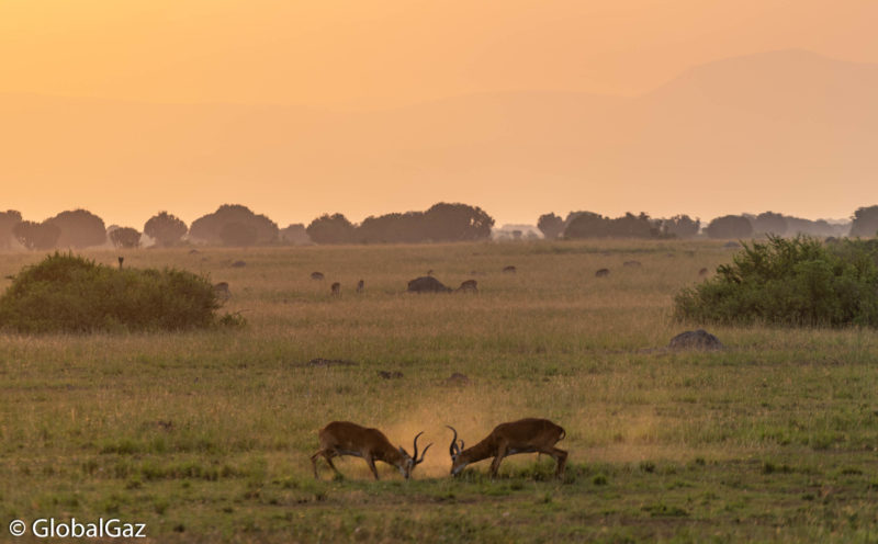 Visiting Queen Elizabeth National Park Uganda