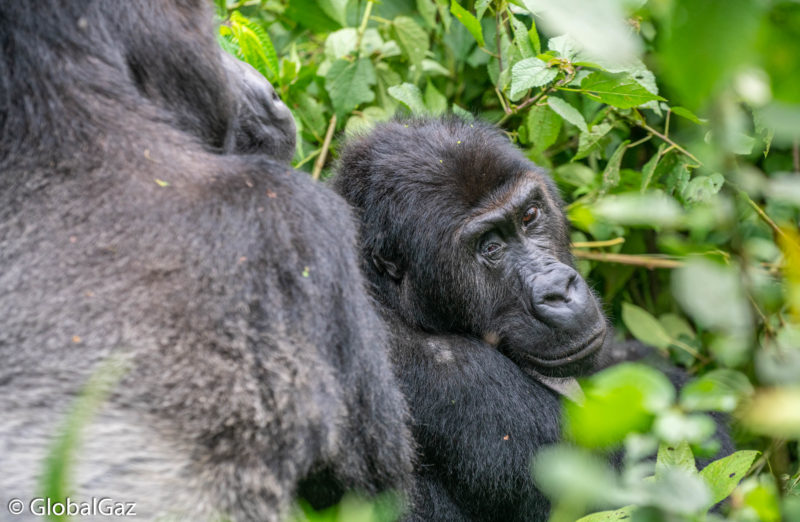 Trekking Gorillas Kahuzi-Biega National Park