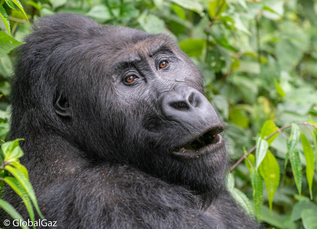Gorillas Kahuzi-Biega National Park