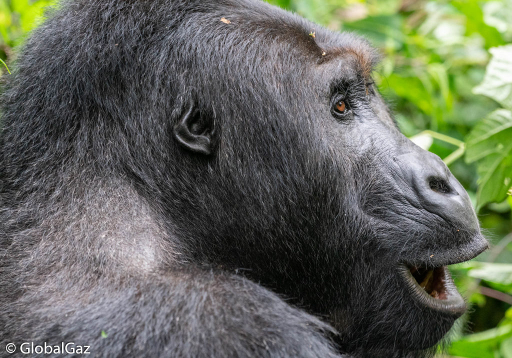 amazing Gorillas in the Kahuzi-Biega National Park