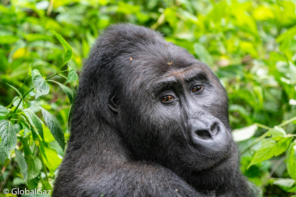 Gorillas at the Kahuzi-Biega National Park