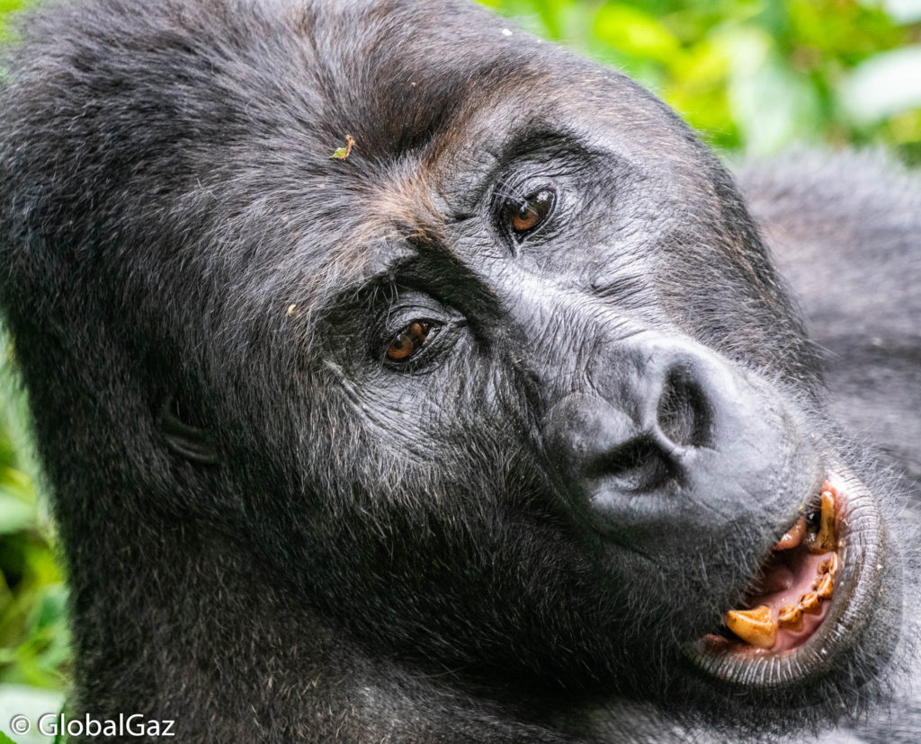 Gorillas in the Kahuzi-Biega National Park