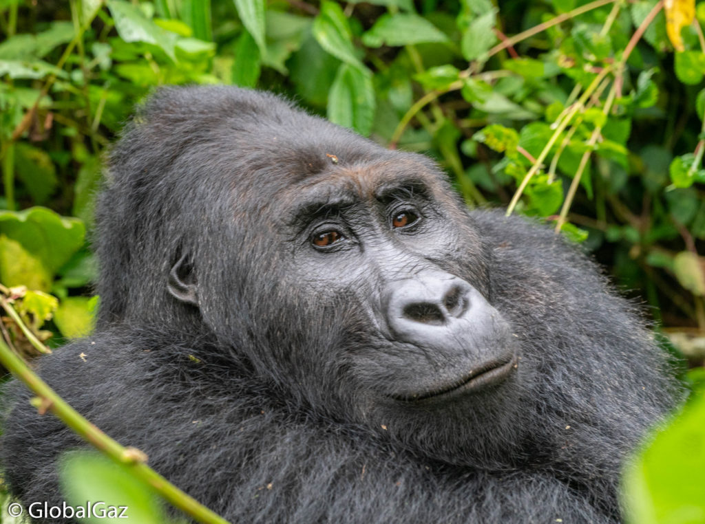 Gorillas in the Kahuzi-Biega National Park