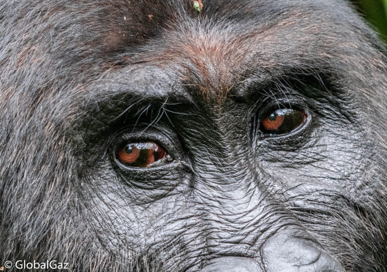 Trekking Gorillas Kahuzi-Biega National Park