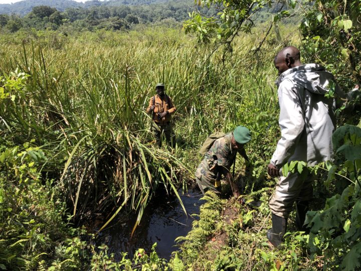 Trekking Gorillas Kahuzi-Biega National Park