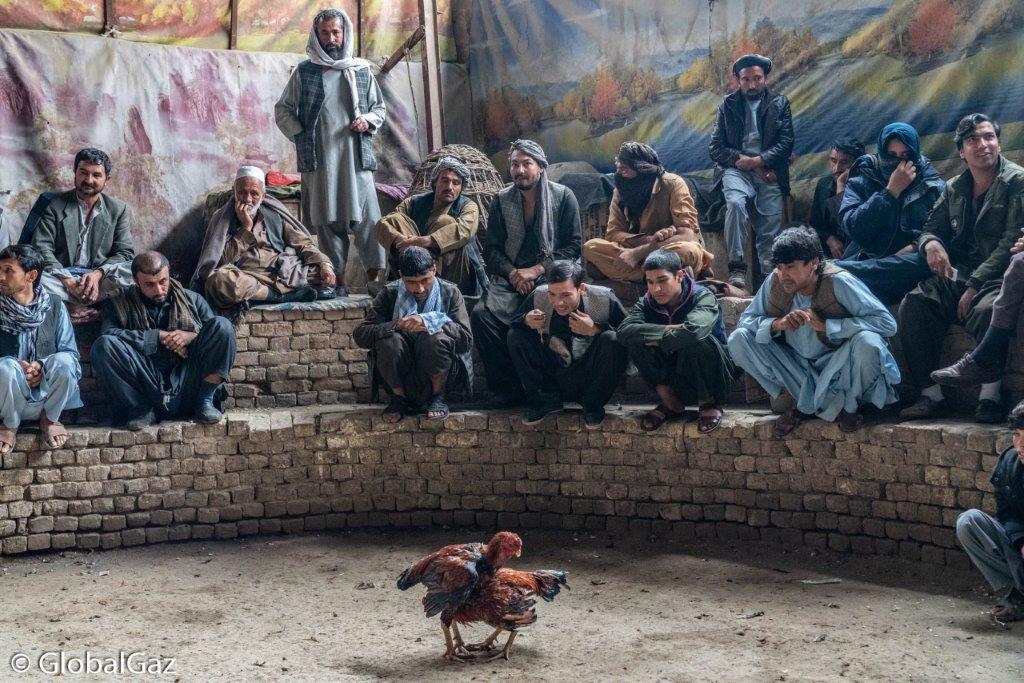 afghan rooster fight