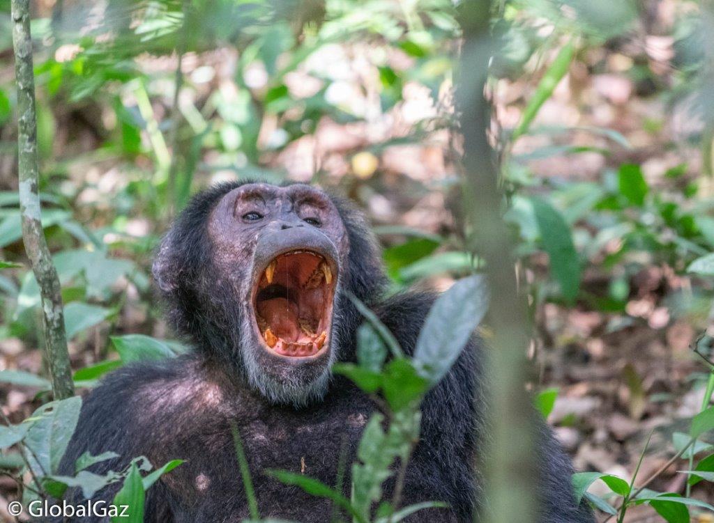chimp in uganda