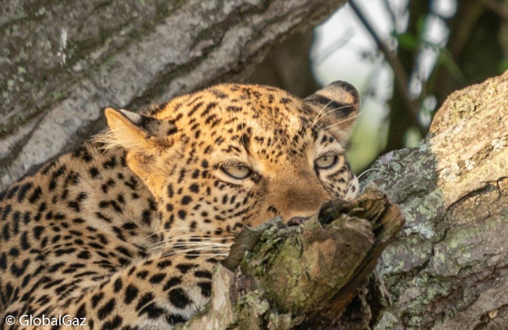 leopard in uganda