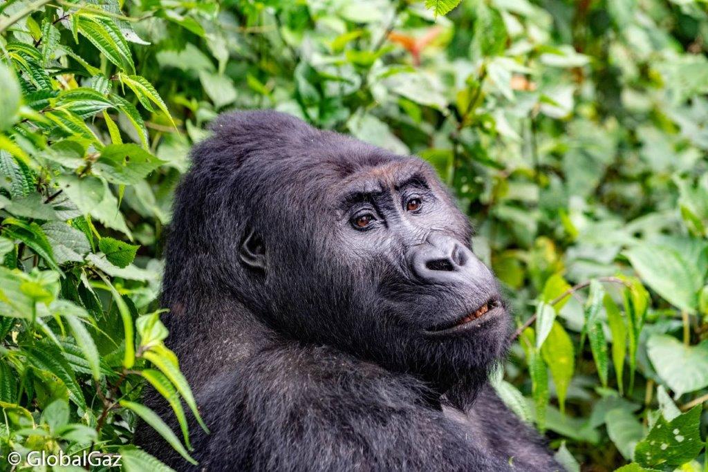mountain gorilla uganda