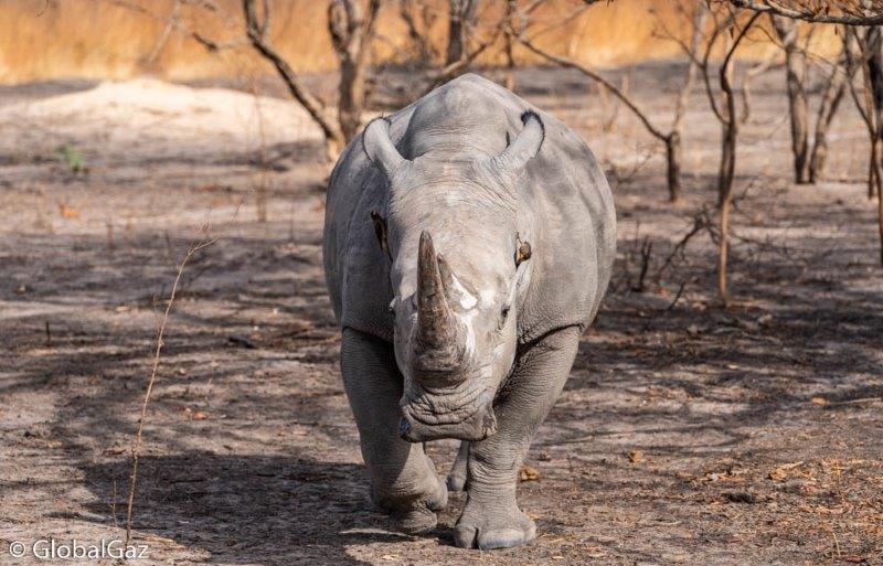 rhino Fathala Wildlife Reserve