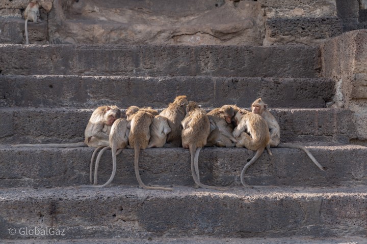 monkeys in lopburi
