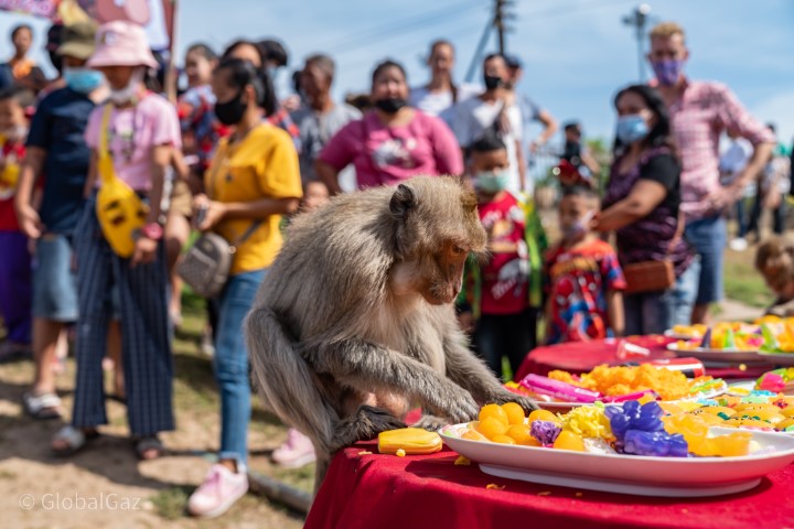 lopburi monkey festival