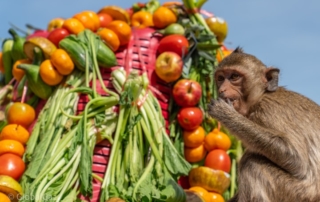 monkey in lopburi