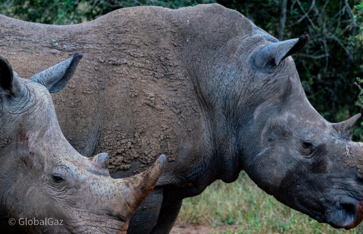 rhino in ewatini